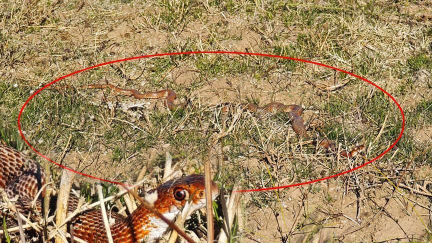 bitliste soke eden manzara metrelerce uzunlukta kirmizi yilan panigi gA4jxlWl.jpg